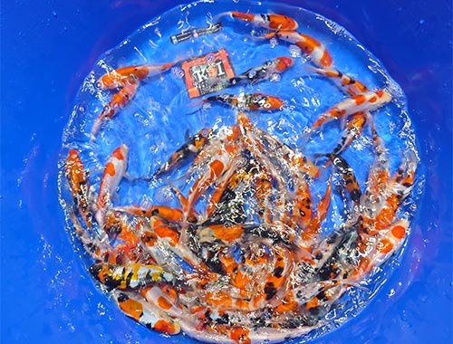 Shinoda Doisu GoSanke 17-19cm Quarantäne bis Ende März 26 – Bild 2