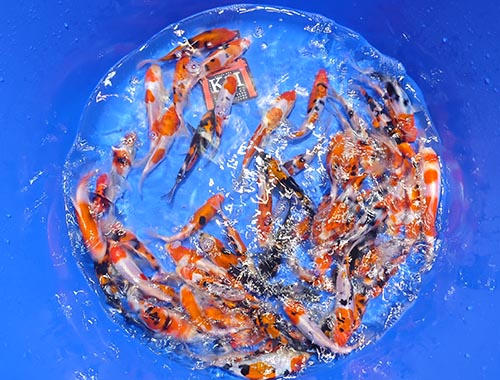 Shinoda Doisu GoSanke 17-19cm Quarantäne bis Ende März 26 – Bild 3