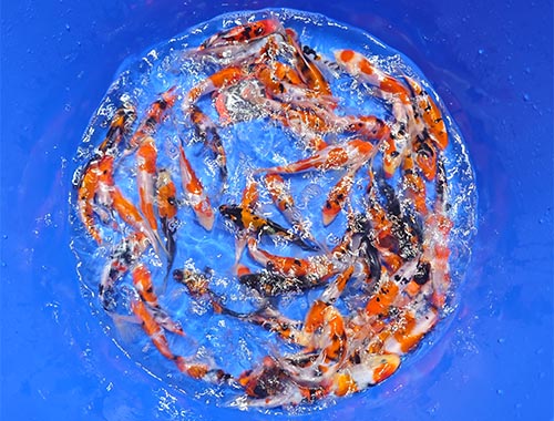 Shinoda Doisu GoSanke 17-19cm Quarantäne bis Ende März 26