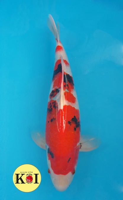 Sanke, Yagenji, 48-51cm