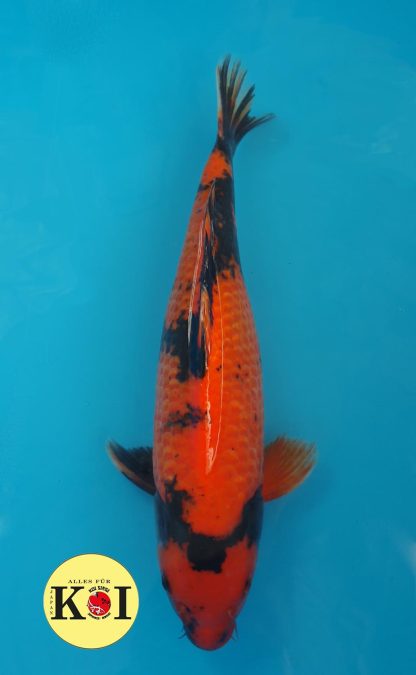 Hi Utsuri, Yagenji, 47-50cm