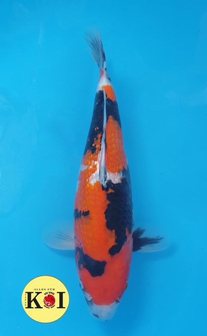 GR Showa, Maruhiro, 41-44cm