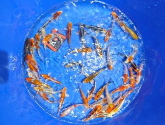 Ikarashi O Mix 15-18cm Tosai Quarantäne bis Ende März 26