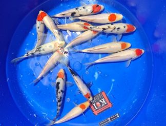 NND Tancho Showa, Tancho Sanke, Tancho HQ Handpick 20-25cm Quarantäne bis Ende März 26