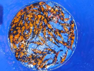 Shinoda Tosai Hi Utsuri 16-18cm HQ Quarantäne bis Ende März 26