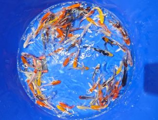 Suda Butterfly 16-18cm Quarantäne bis Ende März 26