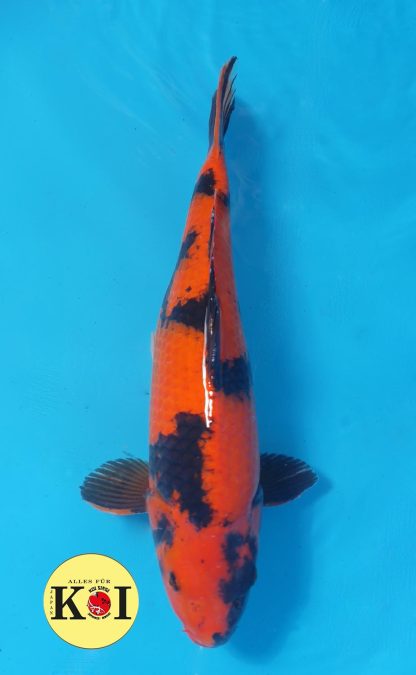 Hi Utsuri 45-48cm