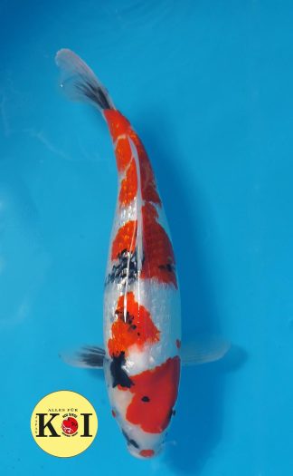 Gin Rin Showa 47-51cm