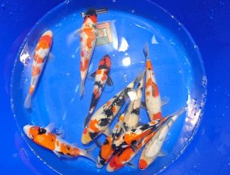 Isa Jumbo Tosai Go Sanke 26-30cm 98-149€, Quarantäne bis Ende März 26