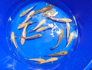 Torazo Gin Rin Karashigoi HQ 20-25cm