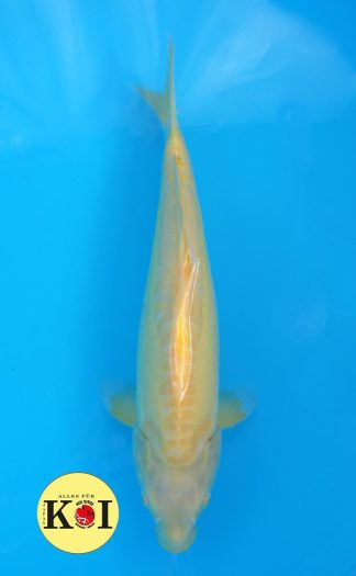 Doitsu Karashi 45-50cm