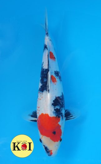 HQ Showa Isa 38-43cm