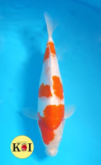 Kohaku 37-42cm