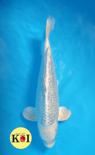 HQ Ginrin Matsuba 40-45cm