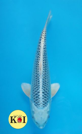 HQ Ginrin Matsuba 37-42cm