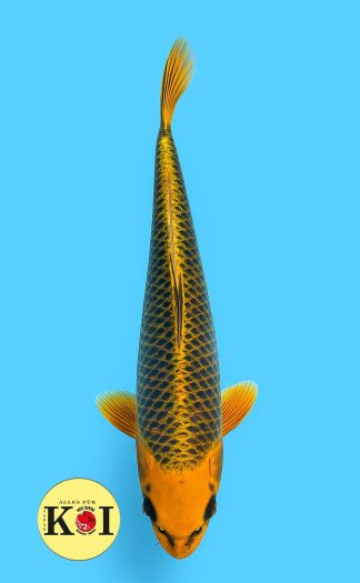 Ogon Aka Matsuba 37-42cm