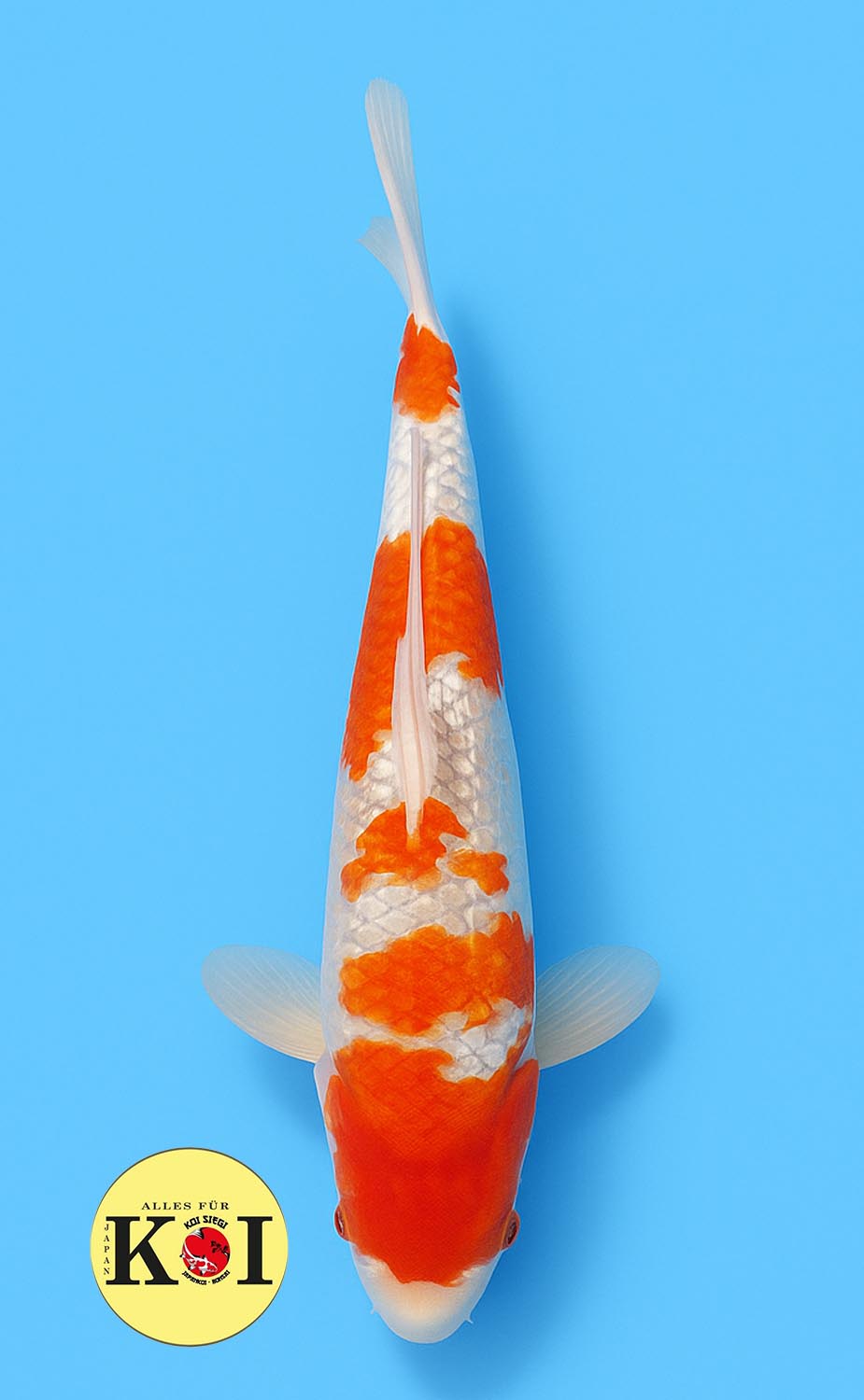 HQ Ginrin Goshiki 40-45cm