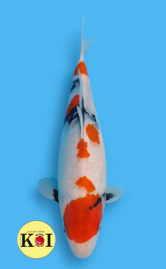 Maruten Sanke ISA 35-40cm