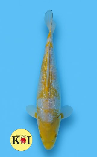 Gin Rin Ochiba 35-40cm