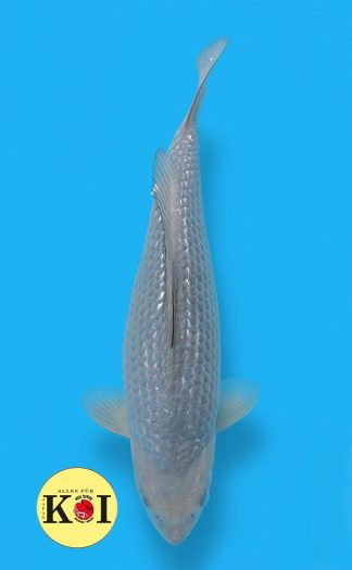 Gin Rin Soragoi 37-42cm