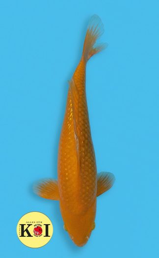 Gin Rin Chagoi 45-50cm