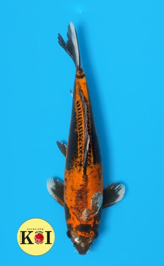 Beni Kikokuryu 43-48cm