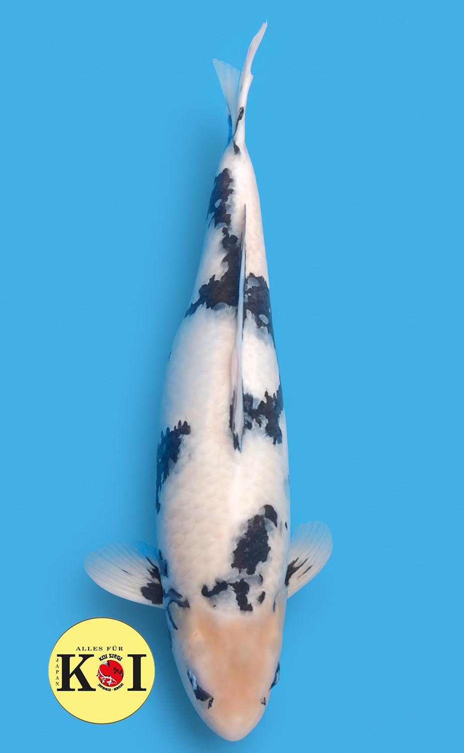 HQ Shiro Utsuri 72cm