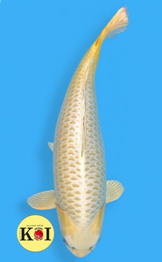 HQ Kin Matsuba 75cm Dainichi