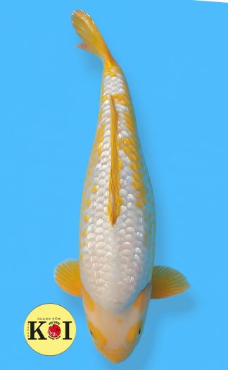 HQ Kin Ochiba Otsuka 75cm