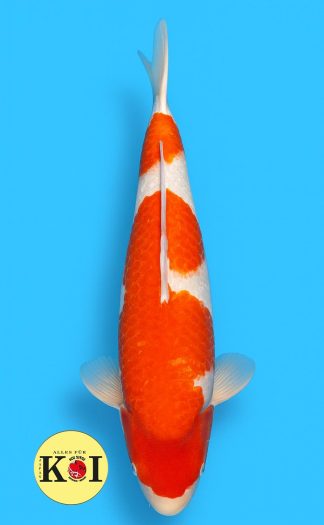 HQ Gin Rin Kohaku Tsuna 72-74cm