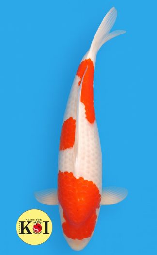 HQ Kohaku Marudo 72-74cm