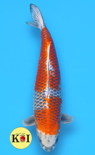 HQ Kujaku Takatatsu 75cm