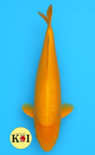 HQ Wagoi Karashi Yagenji 87cm