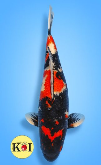 HQ Black Showa Ikarashi 67cm